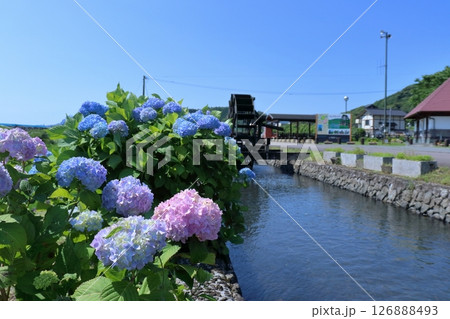 水路沿いに咲く紫陽花 (高知県 四万十市 安並水車の里) 水路沿いに咲く紫陽花 (高知県 四万十市 安並水車の里) 126888493