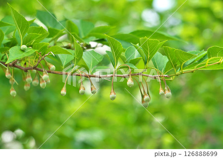 エゴノキの実(夏、六月) エゴノキの実(夏、六月) 126888699