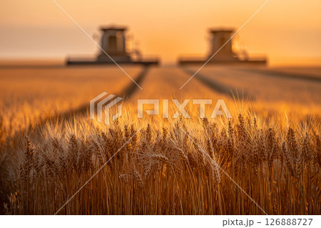 Combine Harvesters at Work in Golden Wheat Field During Sunset with Close-Up of Ripe Ears 126888727