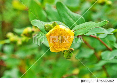 黄色いキンシバイの花（夏、六月） 126888802