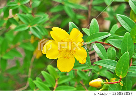 黄色いギンバイカの(ヒペリカム)の花(夏、六月) 黄色いギンバイカの(ヒペリカム)の花(夏、六月) 126888857