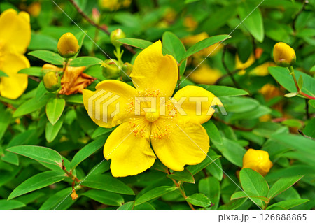 黄色いギンバイカの（ヒペリカム）の花（夏、六月） 126888865