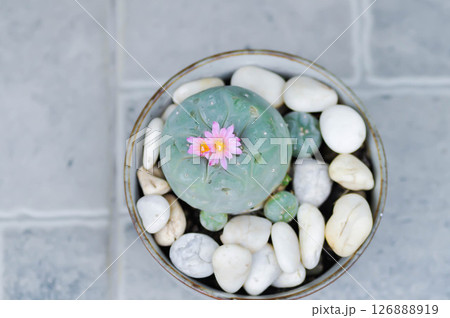 Lophophora fricii or Peyote cactus or Lophophora williamsii , Peyote Lophophora williamsii or cactus with flower 126888919