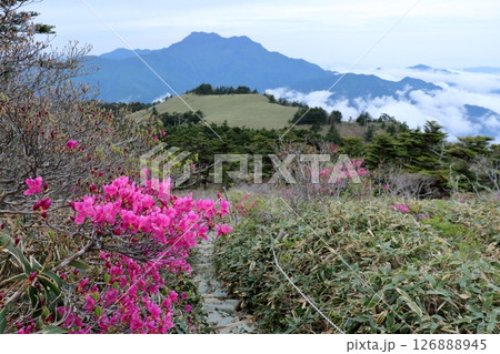 ミツバツツジ咲く瓶ヶ森を歩く (愛媛県) ミツバツツジ咲く瓶ヶ森を歩く (愛媛県) 126888945