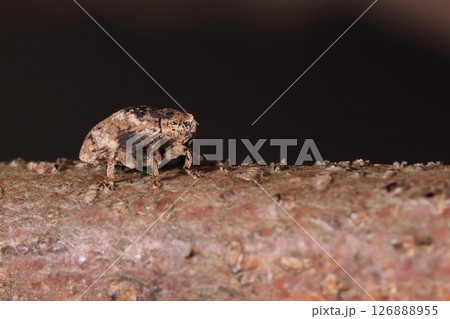 生き物 昆虫 タカオマルクチカクシゾウムシ、体長四ミリほど。名前通り口吻を体の下に隠して静止 生き物 昆虫 タカオマルクチカクシゾウムシ、体長四ミリほど。名前通り口吻を体の下に隠して静止 126888955