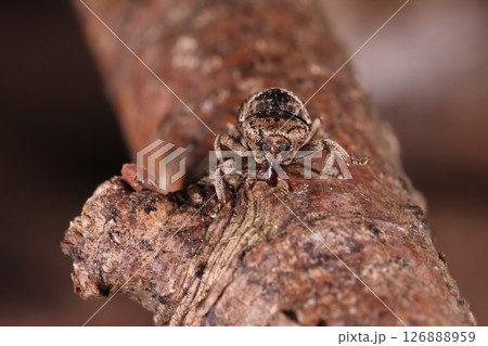 生き物 昆虫 タカオマルクチカクシゾウムシ、太くて短めの口吻。口吻だけは艶々です 生き物 昆虫 タカオマルクチカクシゾウムシ、太くて短めの口吻。口吻だけは艶々です 126888959