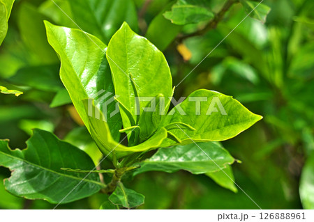 緑色のクチナシの蕾（夏、六月） 126888961