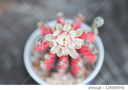 Gymnocalycium ,Gymnocalycium mihanovichii or gymnocalycium mihanovichii variegated with flower or cactus flower Gymnocalycium ,Gymnocalycium mihanovichii or gymnocalycium mihanovichii variegated with flower or cactus flower 126889342
