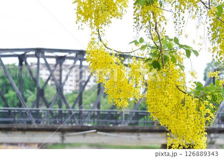 Golden shower , Cassia fistula or pudding pipe tree and bridge or iron bridge and river Golden shower , Cassia fistula or pudding pipe tree and bridge or iron bridge and river 126889343
