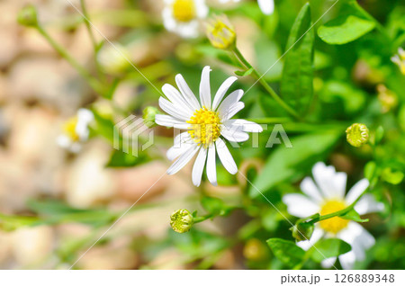 Daisy ,white daisy or English daisy or Thymophylia Tenuiloba or Dahlberg Daisy or Gold Carpet or Gloden Fleece 126889348
