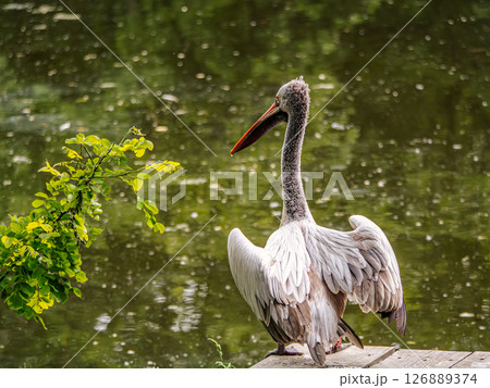 Pelican Resting Calmly by a Quiet Lake Surrounded by Lush Greenery Pelican Resting Calmly by a Quiet Lake Surrounded by Lush Greenery 126889374