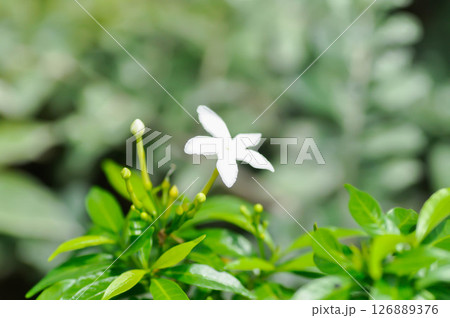 gardenia flower or white flower in the garden 126889376