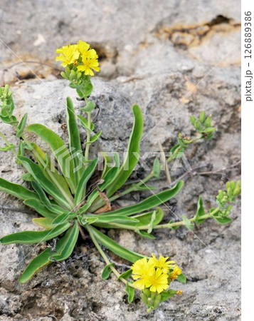 沖縄・宮古島の植物　海岸の小花　ホソバワダン　Crepidiastrum lanceolatum 126889386