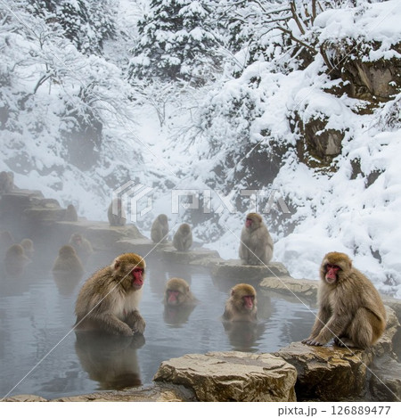 日本猿と温泉 126889477