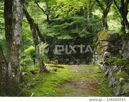 苔のある風景 苔のある風景 126889541