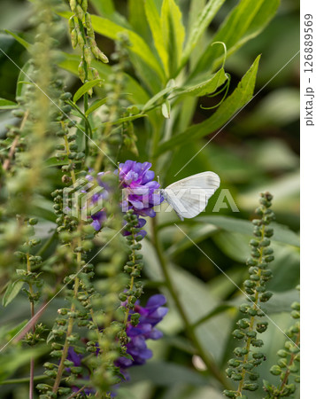 エゾヒメシロチョウ 126889569