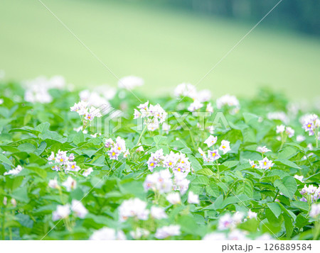 夏の北海道美瑛の丘に咲き誇るジャガイモの花 126889584