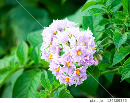夏の北海道美瑛の丘に咲き誇るジャガイモの花 126889586