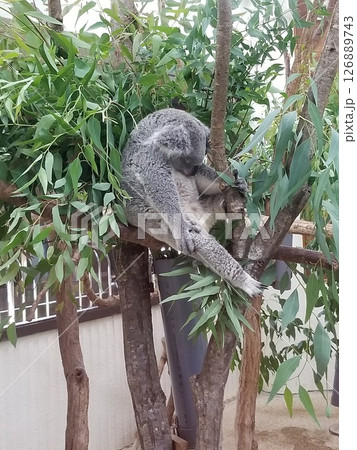 コアラの昼寝　髙坂こども自然動物園 126889743