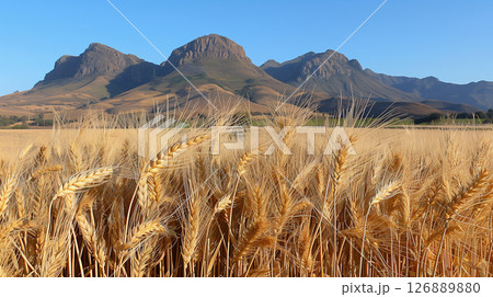 Wheat ears with a scenic field and mountains landscape on a sunny day 126889880