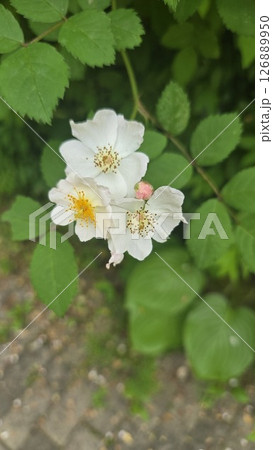 wild rose 126889950