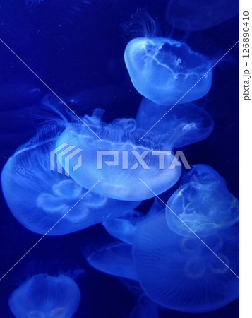 夏の夜サンシャイン水族館のクラゲ　ブルー 126890410