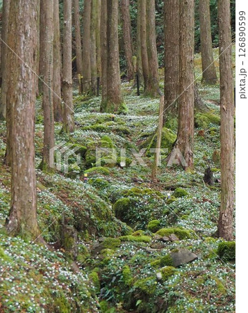 【高知県・加茂の里】苔の森に咲くバイカオウレン 【高知県・加茂の里】苔の森に咲くバイカオウレン 126890599
