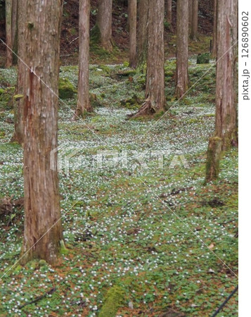 【高知県・加茂の里】バイカオウレン自生地 126890602