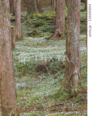 【高知県・加茂の里】バイカオウレンと杉の木 126890604