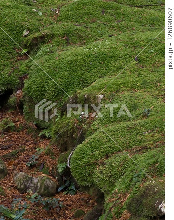 【高知県・加茂の里】苔の森 【高知県・加茂の里】苔の森 126890607