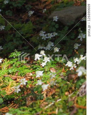 【高知県・加茂の里】太陽に向かって咲くバイカオウレン 【高知県・加茂の里】太陽に向かって咲くバイカオウレン 126890609