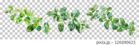 Set of fresh herb, green oregano in watercolor style isolated on a transparent background. 126890625
