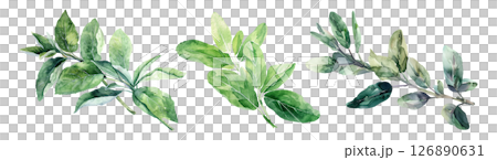 Set of fresh herb, green sage in watercolor style isolated on a transparent background. 126890631