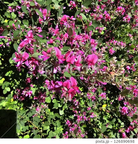 満開に咲いたきれいな赤い蕎麦の花 126890698