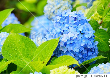雨に濡れる紫陽花 126890711