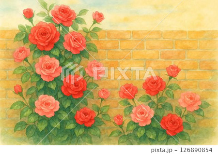 レンガ壁　薔薇 126890854