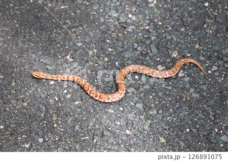 マムシ マムシ 126891075