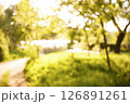 Softly blurred garden scene with bright sunlight creating a peaceful atmosphere. 126891261