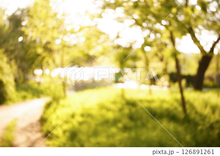 Softly blurred garden scene with bright sunlight creating a peaceful atmosphere. Softly blurred garden scene with bright sunlight creating a peaceful atmosphere. 126891261