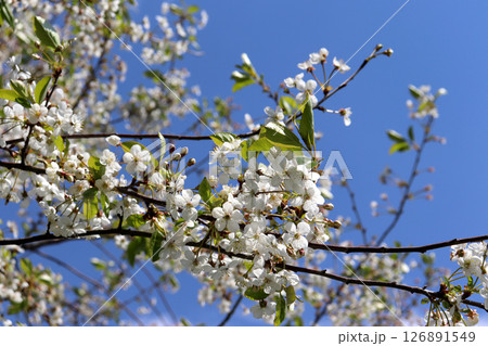 Blossoming branches of cherry with white flowers in the garden against the blue sky Blossoming branches of cherry with white flowers in the garden against the blue sky 126891549