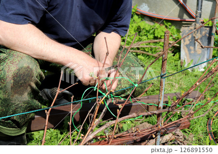 Elderly farmer squatting with knife in hands tying branches of grape vine in spring garden Elderly farmer squatting with knife in hands tying branches of grape vine in spring garden 126891550