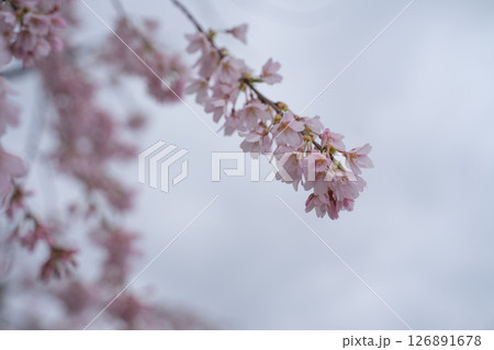 雨に濡れた枝垂れ桜 126891678