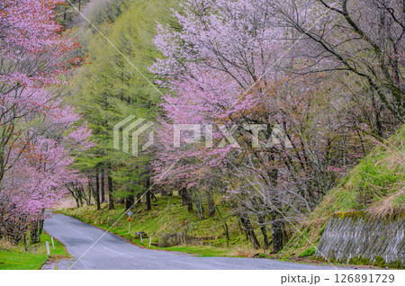 【アザレアライン】5月の桜【松本市】 126891729