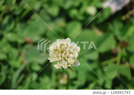 白い花びらのシロツメグサの花のアップの風景 白い花びらのシロツメグサの花のアップの風景 126891745
