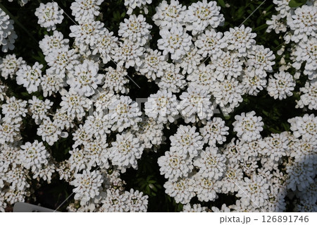 白い花びらの満開のトキワナズナの花が咲く花壇の風景 126891746