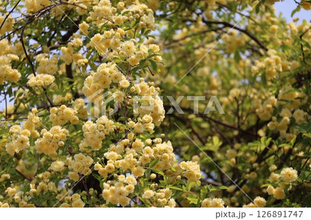 黄色の花びらのモッコウバラの花が満開の咲く庭木のある風景 126891747