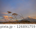 Mt. Fuji at sunset with wildflowers in the foreground, from Oishi Park in Kawaguchiko, Japan. 126891759