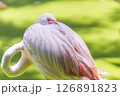 A close-up of flamingo sleeping while standing with a green background 126891823