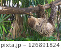 Cute sloth hanging on tree branch on the nature in the zoo 126891824