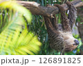 Cute sloth hanging on tree branch on the nature in the zoo 126891825